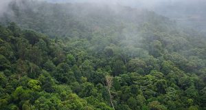 upaya pelestarian hutan